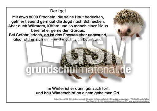 Gedicht igel Gedichte zum